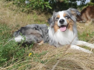 Mini Aussie blue merle