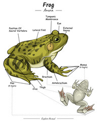 Parts of frog or external anatomy of frog