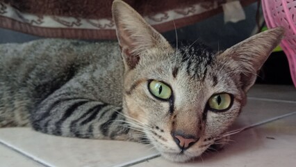 Cat activities , lazy cat