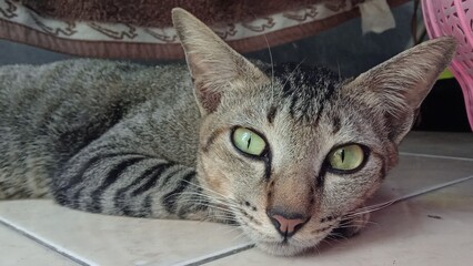 Cat activities , lazy cat