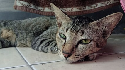 Cat activities , lazy cat