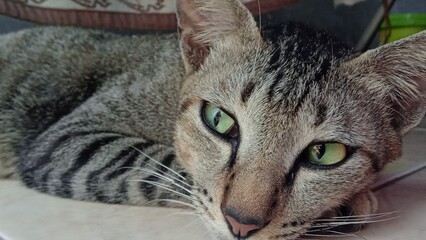 Cat activities , lazy cat