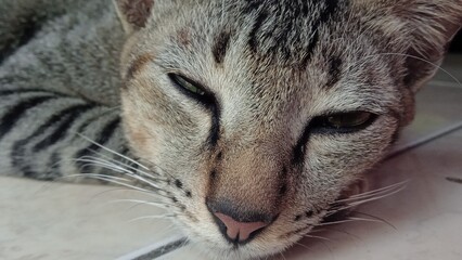 Cat activities , lazy cat