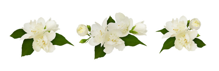 Set of floral arrangement with Jasmine (Philadelphus) flowers  isolated on white or transparent background