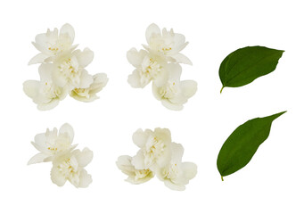 Set of Jasmine (Philadelphus) double flowers isolated on white or transparent background