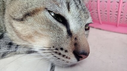 Cat activities , lazy cat