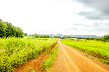 Fototapeta na wymiar Harmonious Oasis: Bamboo Farmhouse and Country Road in Rural Thailand
