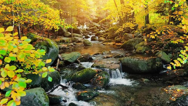 Autumn landscape of cascades of a mountain forest stream, stock video 4k
