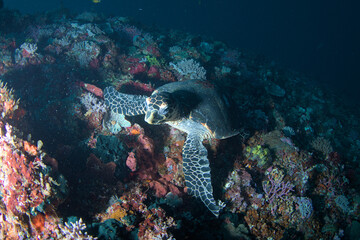 Green turtle on the coral reef