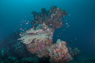 A coral reef with colourful fish around