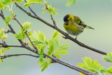 Eurasisk siskin (Spinus spinus) male