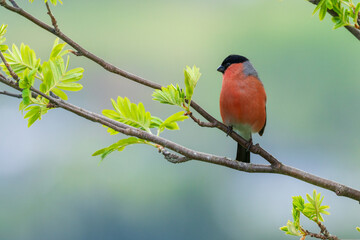 Eurasian bullfinch, Pyrrhula pyrrhula
