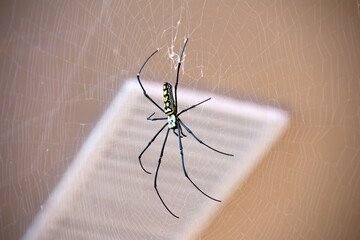 Giant Golden Orb Weaver Big spider sits on a web