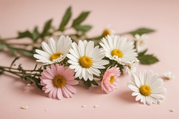Obraz premium Minimal style concept. White daisy chamomile flowers on pale pink background. Creative lifestyle, summer, spring concept