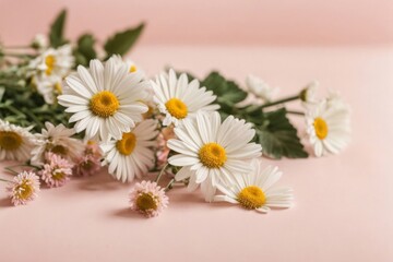 Minimal style concept. White daisy chamomile flowers on pale pink background. Creative lifestyle, summer, spring concept
