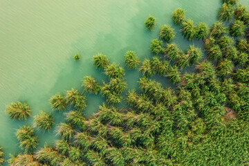 Aerial view of beautiful reeds formation with crystal clear turquoise water at lake Balaton.