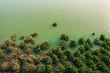 Aerial view of beautiful reeds formation with crystal clear turquoise water at lake Balaton.