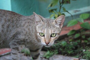 Obraz premium portrait of a cat