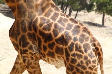 Jirafa