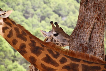 Jirafa