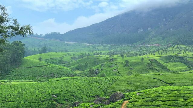 Tea plantation vineyard in Munnar, Kerala, India