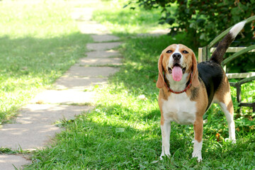 a small dog of the Beagle hunting breed. cute pet dog.