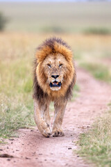 Mara Lion on a Stroll