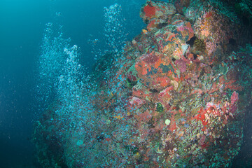 Fototapeta na wymiar Bubble ascending in the water through the reef