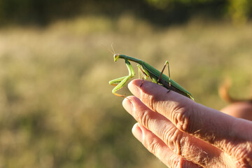 praying mantis on a hand