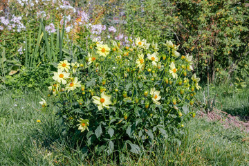 Yellow Dahlia flower in the garden.