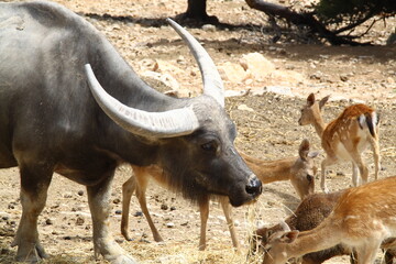 Búfalo de agua