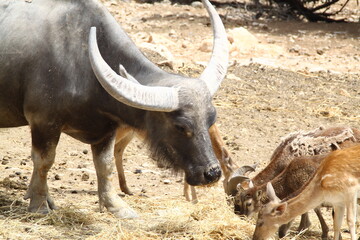 Búfalo de agua
