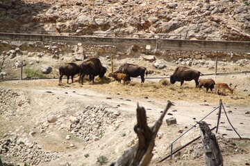 Fototapeta premium Bisonte 