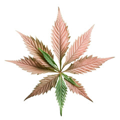 Green cannabis leaf isolated on a transparent background symbolic of medical marijuana