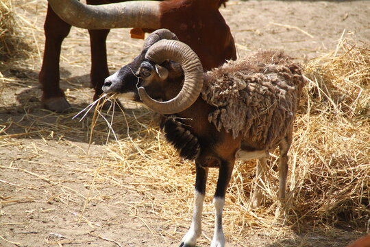 Muflon