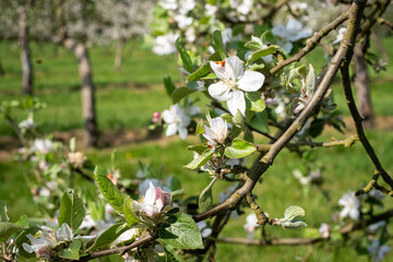 blossom in spring