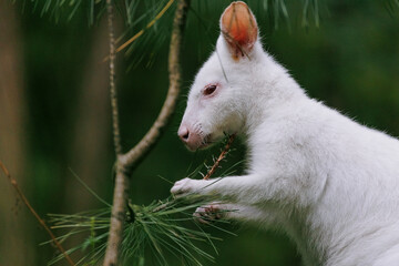 Obraz premium Close-up view to australian red-necked albino wallaby eating pine tree needles in park.