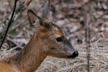 Portrait of female european roe deer against background of forest.