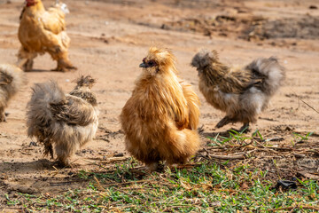 Silkie chicken walk in sunny garden. Sometimes spelled Silky, breed of chicken known for it's fluffy plumage.