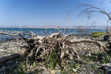 Trees grow in the Sea of Galilee