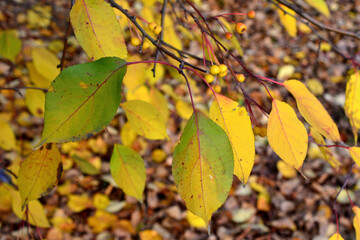 branch of the tree with yellow leaves isolated close up 