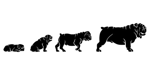 Bulldog Pet Breed, Growth Stages Silhouette