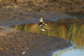 A young lapwing Vanellus vanellus photographed in the soft morning light near the water
