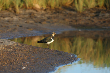 A young lapwing Vanellus vanellus photographed in the soft morning light near the water
