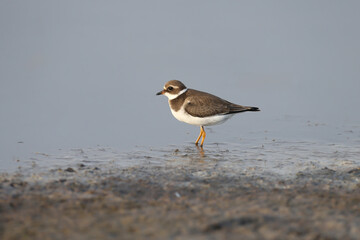 A juvenile common ringed plover or ringed plover (Charadrius hiaticula) feeds in shallow water on the shore of the estuary. Close-up photo