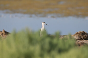 A young black-winged stilt (Himantopus himantopus) peeks out from behind a bush of coastal grass. Close-up of a bird
