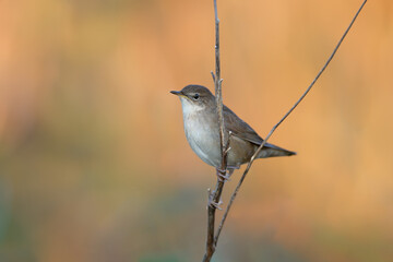 A young Savi's warbler (Locustella luscinioides) sits on a branch against a beautiful blurred background. Close-up detailed photo