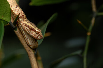 Malabar pit viper (Trimeresurus malabaricus), brown colour morph in rainforest habitat with waterfall, Amboli, Maharashtra, no people, copy space