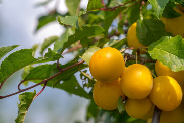 Zdziczałe żółte śliwki mirabelki dojrzewające na drzewie wśród liści. Owoce pełne witamin i dobroczynnych .