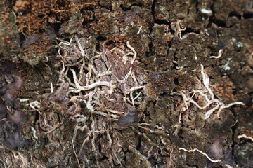 Roots in tree bark